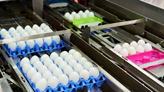 egg processing plant food and beverage