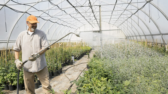 Worker watering plants in plant nursery greenhouse