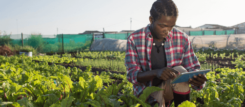Young male farmer viewing a tablet device in a field of crops