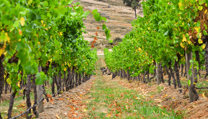 dmg fine wines no video