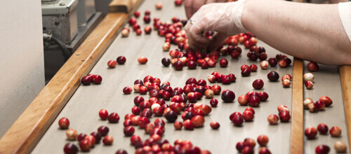 Food processing line