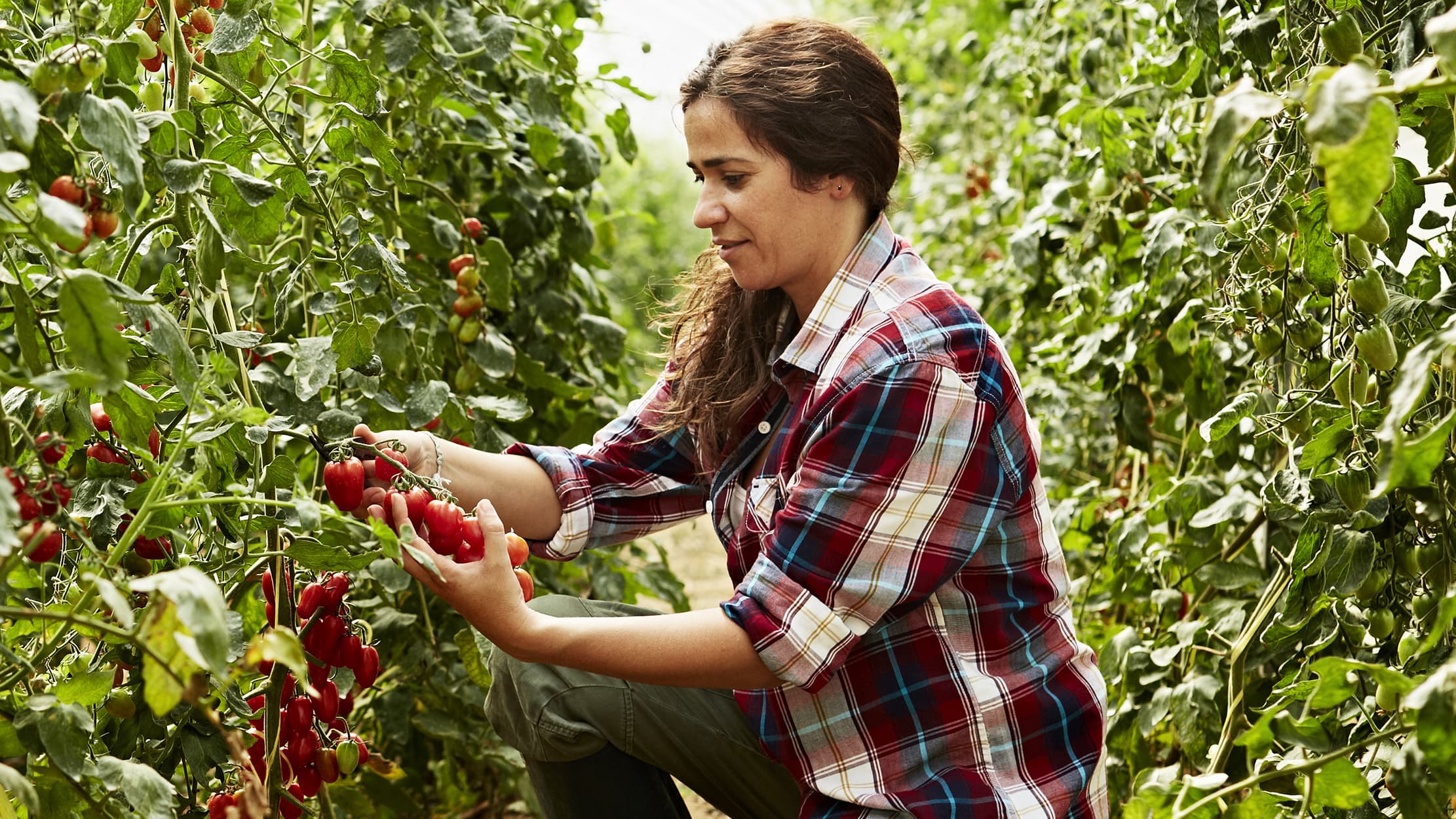 Woman in farm plucking tomatoes