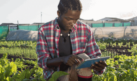 Young male farmer viewing a tablet device in a field of crops